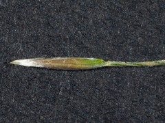 Austrostipa densiflora