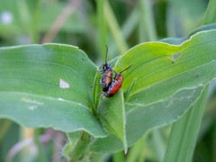 Neolema dorsalis orbignyi