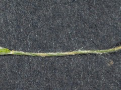 Austrostipa densiflora