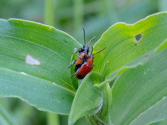 Neolema dorsalis orbignyi