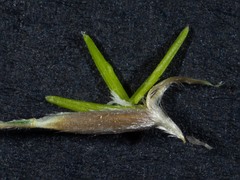 Austrostipa densiflora