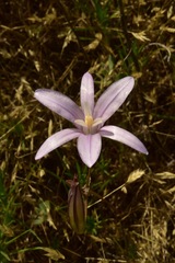 Brodiaea rosea rosea