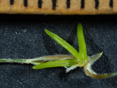Austrostipa densiflora