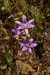 Brodiaea rosea rosea