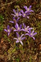 Brodiaea rosea rosea