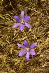 Brodiaea rosea rosea