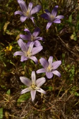 Brodiaea rosea rosea