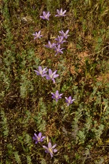 Brodiaea rosea rosea
