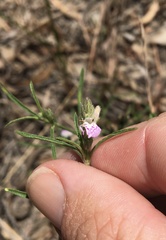 Rostellularia adscendens