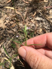 Rostellularia adscendens