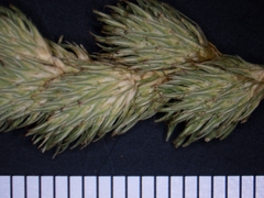 Carex tribuloides tribuloides