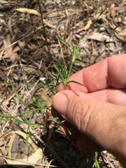 Rostellularia adscendens