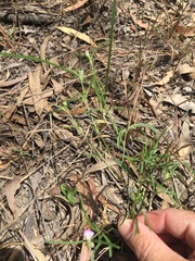 Rostellularia adscendens