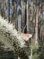 Trapezites phigalioides