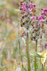 Pedicularis sudetica interior