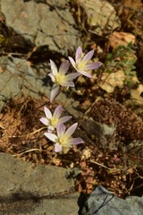 Brodiaea matsonii