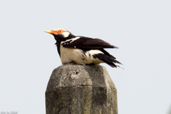 Gracupica floweri