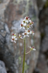 Micranthes nelsoniana
