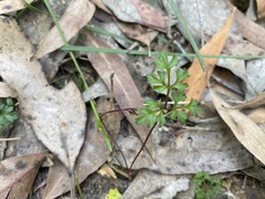 Xanthosia dissecta