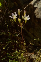Brodiaea matsonii