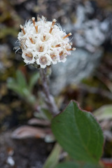 Antennaria monocephala