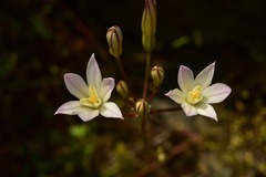 Brodiaea matsonii