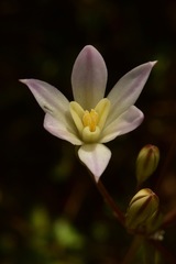 Brodiaea matsonii