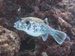 Arothron caeruleopunctatus