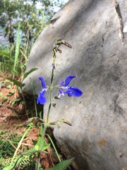 Salvia vitifolia