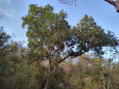 Quercus tuberculata
