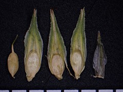 Carex tribuloides tribuloides