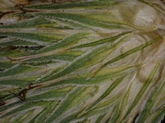 Carex tribuloides tribuloides