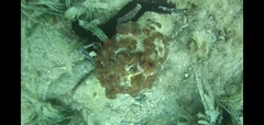 Chondrilla nucula