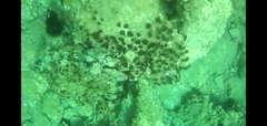 Chondrilla nucula