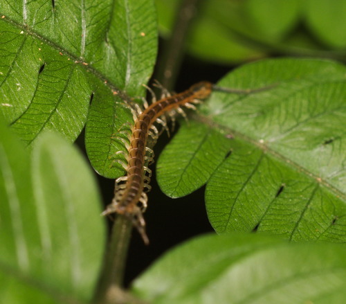Otostigmus nudus