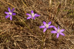 Brodiaea insignis