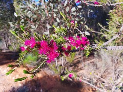 Melaleuca wilsonii