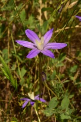 Brodiaea insignis