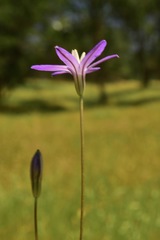 Brodiaea insignis