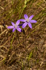 Brodiaea insignis