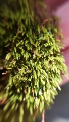 Claopodium whippleanum