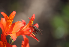 Mycteromyia conica