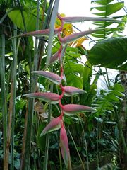 Heliconia chartacea