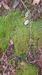 Claopodium whippleanum