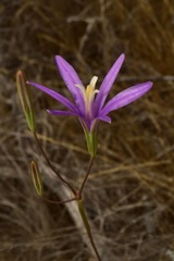 Brodiaea leptandra
