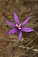 Brodiaea leptandra