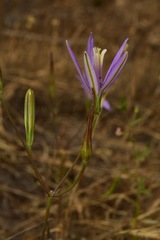 Brodiaea leptandra