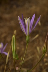 Brodiaea leptandra