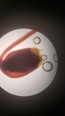 Claopodium whippleanum