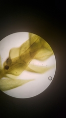 Claopodium whippleanum